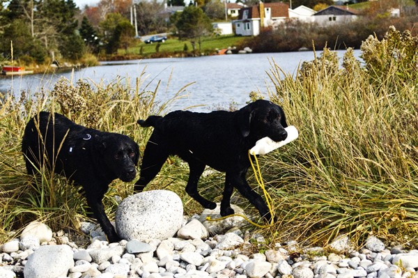 Jack and Flint 007.jpg